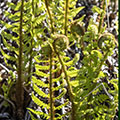 Ferns