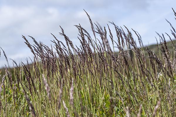 Festuca ovina, Sheep's Fescue
