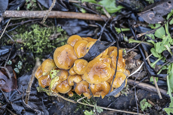 Flammulina velutipes, Velvet Shank