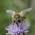 Two winged flies