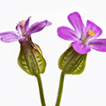 Wild flowers