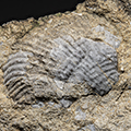 Fossils