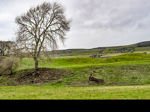Fraxinus excelsior, Ash