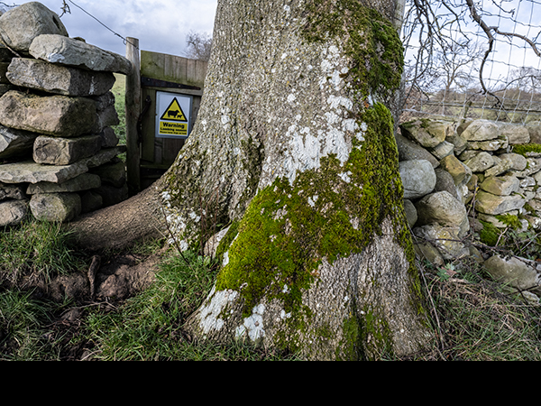 Fraxinus excelsior, Ash
