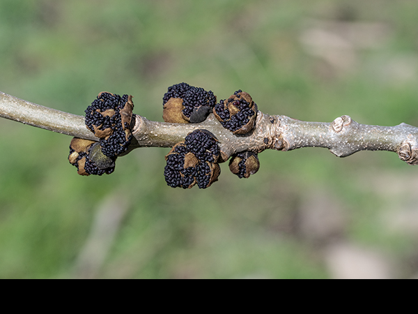 Fraxinus excelsior, Ash