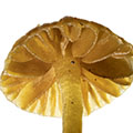 Fungi