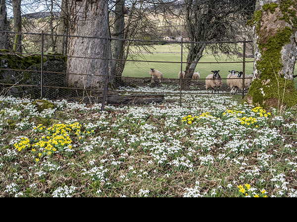 Galanthus nivalis with Eranthis hyemalis, Winter Aconite