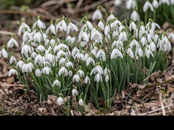 Galanthus nivalis, Snowdrop