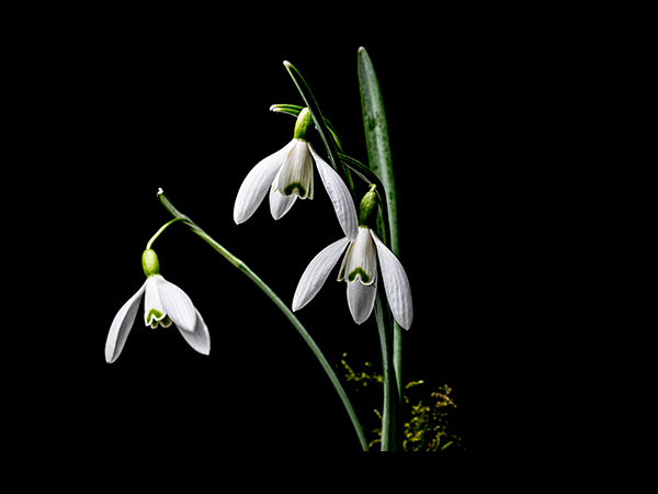Galanthus nivalis, Snowdrop