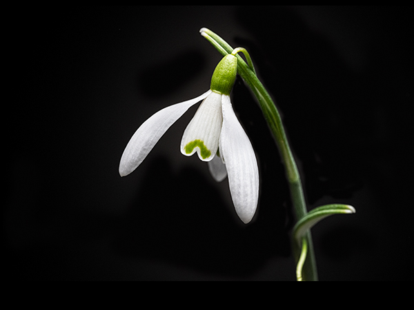 Galanthus nivalis, Snowdrop