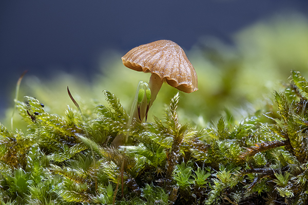 Galerina hypnorum, Moss Bell