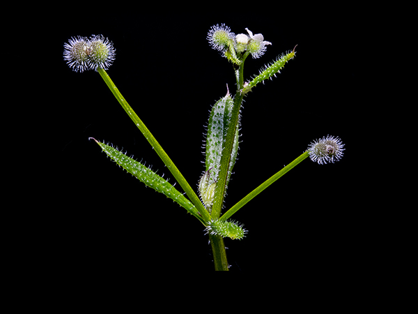 Galium aparine, Cleavers