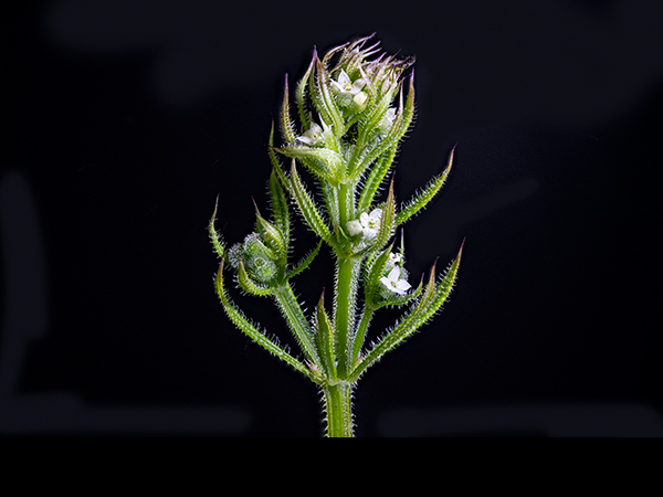 Galium aparine, Cleavers