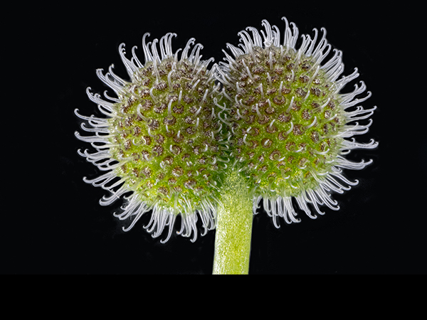 Galium aparine, Cleavers