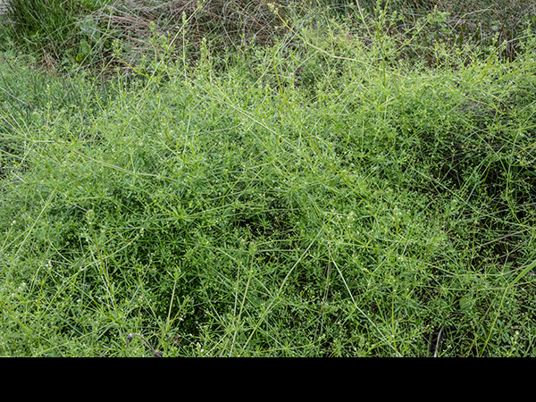 Galium aparine, Cleavers