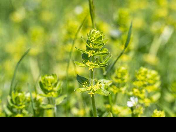 Galium verum, Lady's Bedstraw