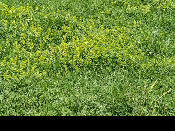 Galium verum, Lady's Bedstraw