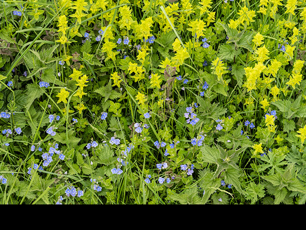 Galium verum, Lady's Bedstraw
