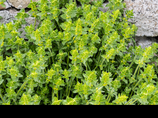 Galium verum, Lady's Bedstraw