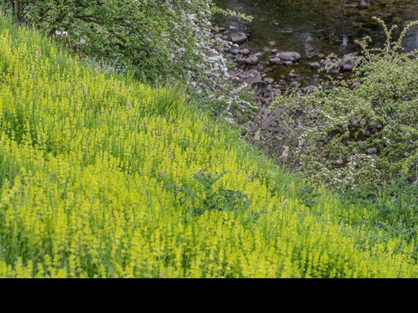 Galium verum, Lady's Bedstraw