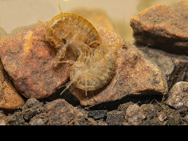 Gammarus Fish Gammarus pulex