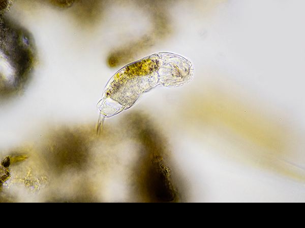 Gastrotrich