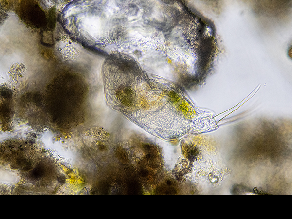 Gastrotrich