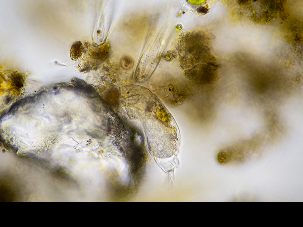Gastrotrich