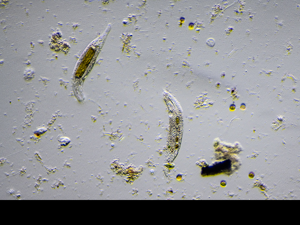 Gastrotrich