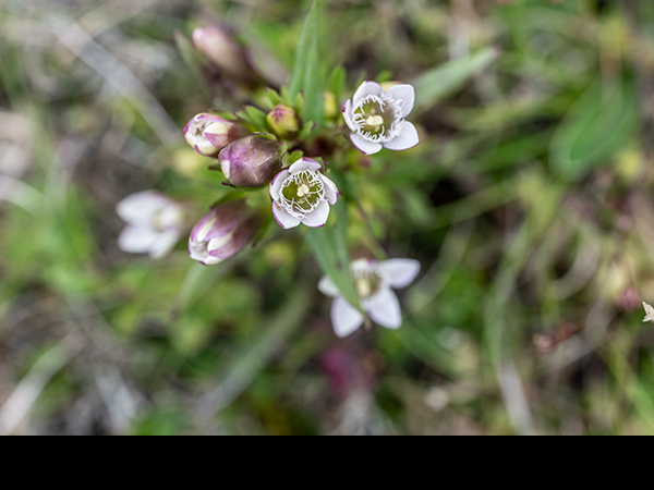 Gentianella amarella, Autumn Gentian