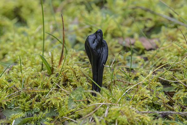 Geoglossum cookeanum, Earthtongue