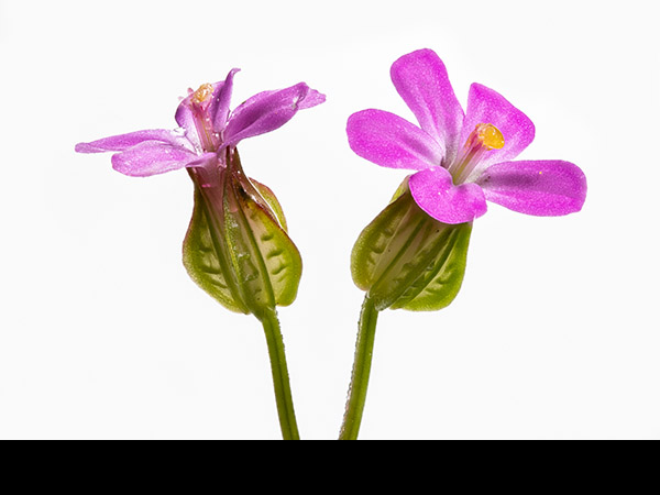 Geranium lucidum, Shining Cranesbill