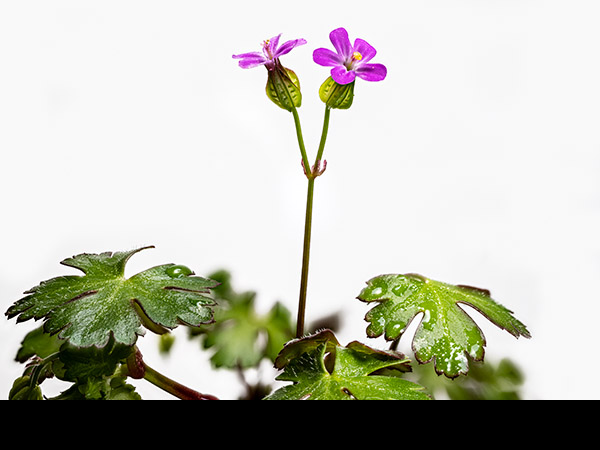 Geranium lucidum, Shining Cranesbill