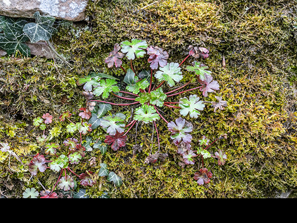 Geranium lucidum, Shining Cranesbill
