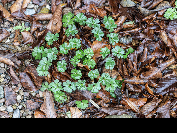 Geranium lucidum, Shining Cranesbill