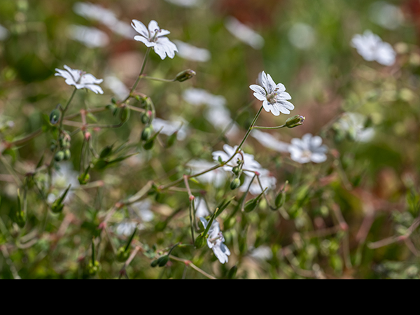 Geranium molle, Dove's-foot Cranesbill