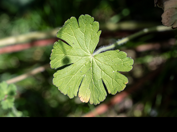 Geranium molle, Dove's-foot Cranesbill