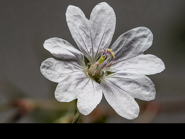 Geranium molle, Dove's-foot Cranesbill