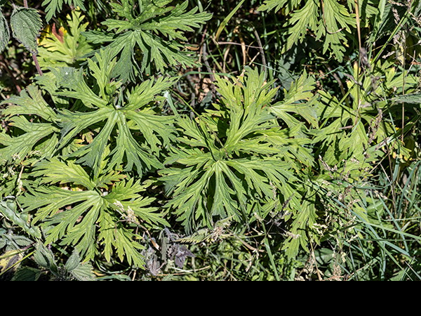 Geranium pratense, Meadow Cranesbill