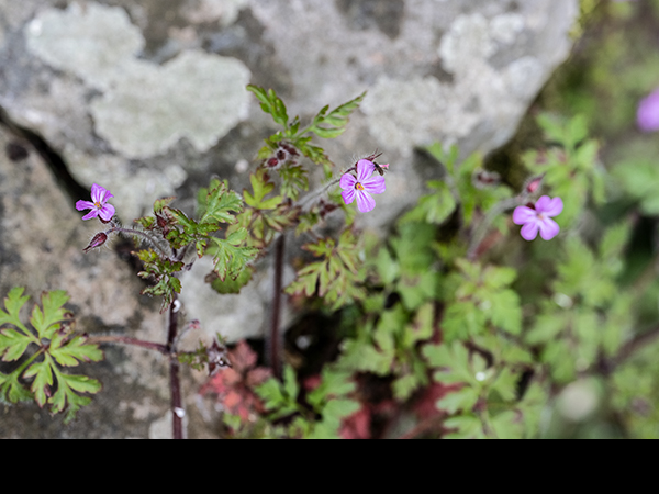 Geranium robertianum, Herb Robert