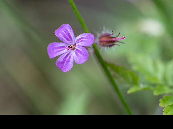 Geranium robertianum, Herb Robert