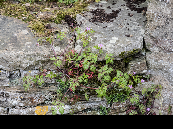Geranium robertianum, Herb Robert