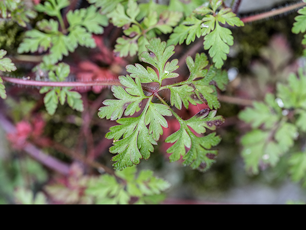 Geranium robertianum, Herb Robert