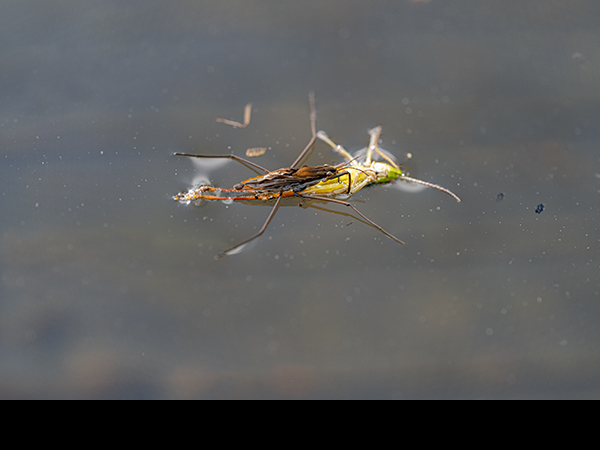 Gerris lacustris, Pond Skater feeding