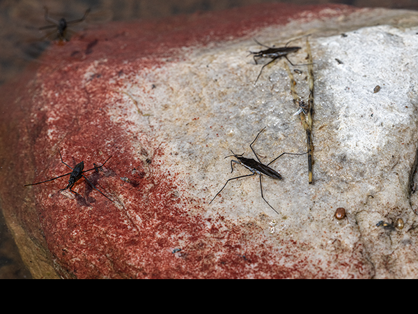 Gerris lacustris, Pond Skaters