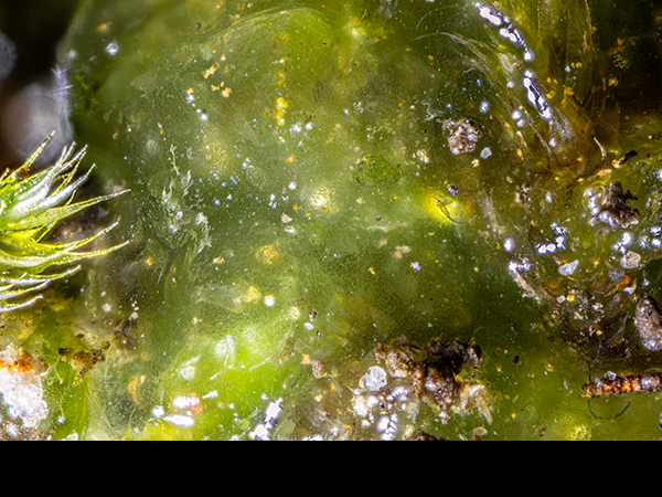 Gloeocapsa spp., a cyanobacterium
