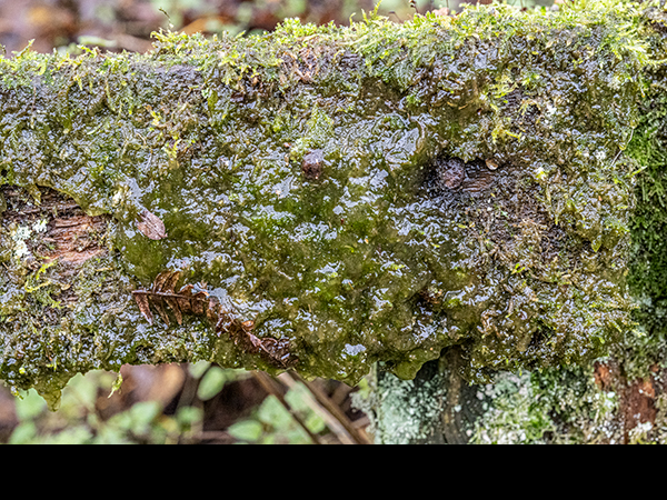 Gloeocapsa spp., a cyanobacterium