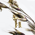 Grasses and sedges