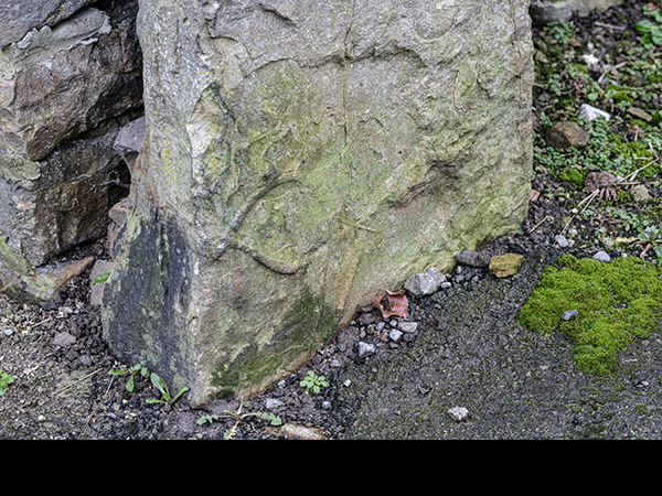 Green algae on north facing gatepost