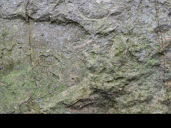 Green algae on north facing gatepost